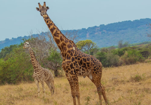 Akagera National Park