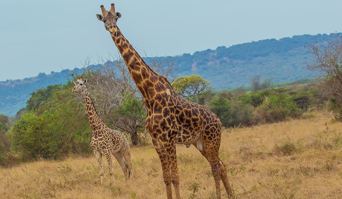 Akagera National Park